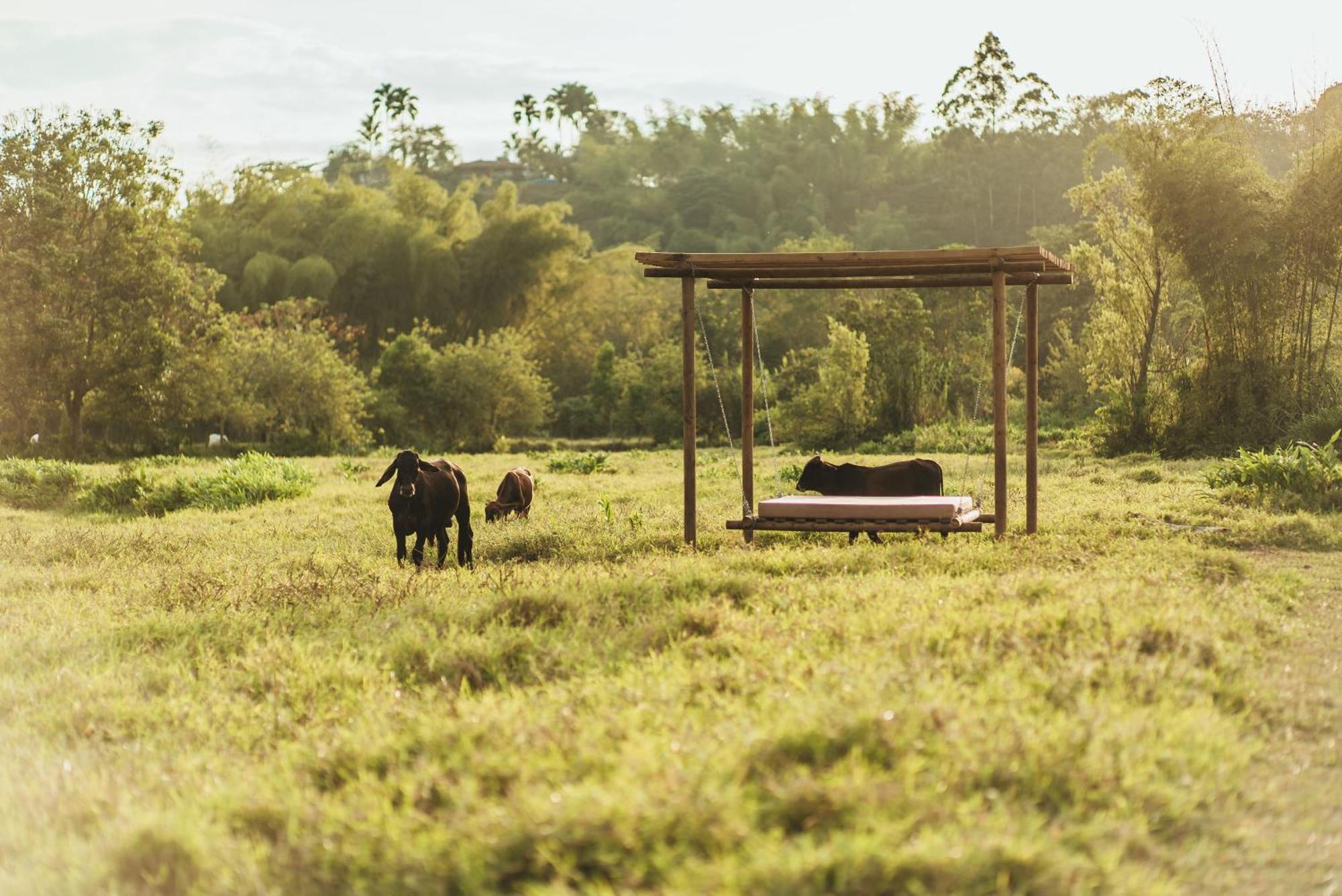 Glamping Entre Rios Ξενοδοχείο Calarcá Εξωτερικό φωτογραφία